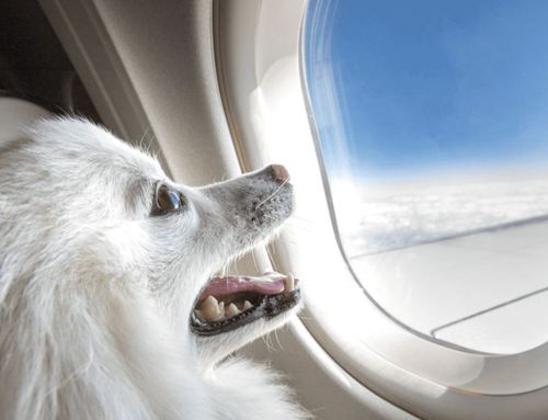 Flying With Your Furry Companion